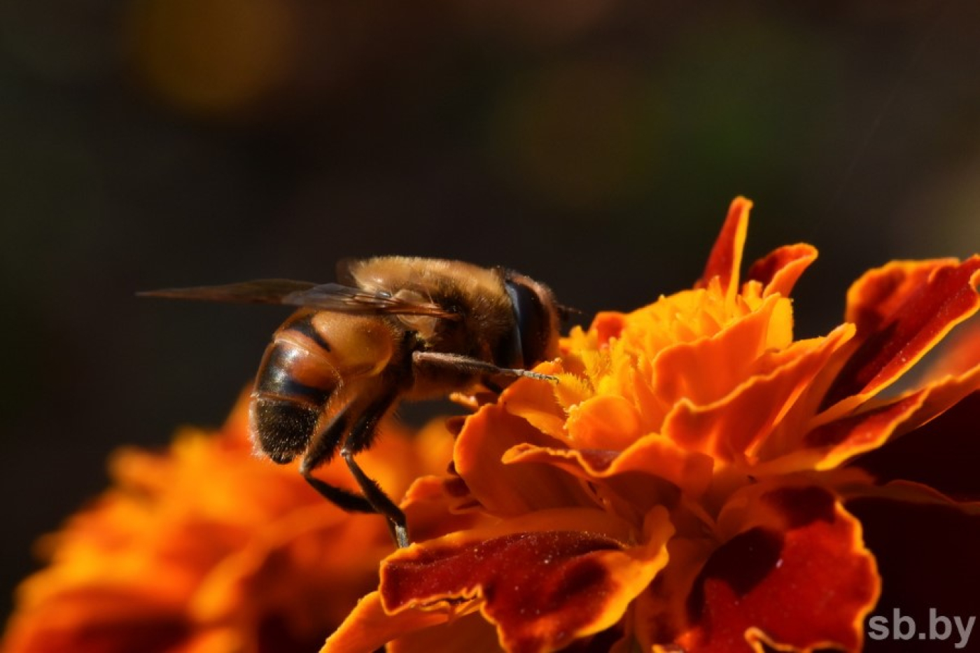 Врач рассказал, чем опасен пчелиный яд