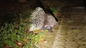 Дикобраз совершал набеги на огороды в Гомельской области. Откуда он взялся, рассказали в Минприроды