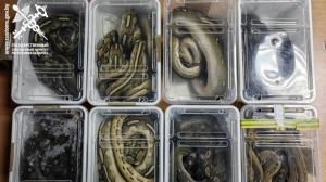 В Беларусь на рейсовом автобусе снова пытались провезти питонов