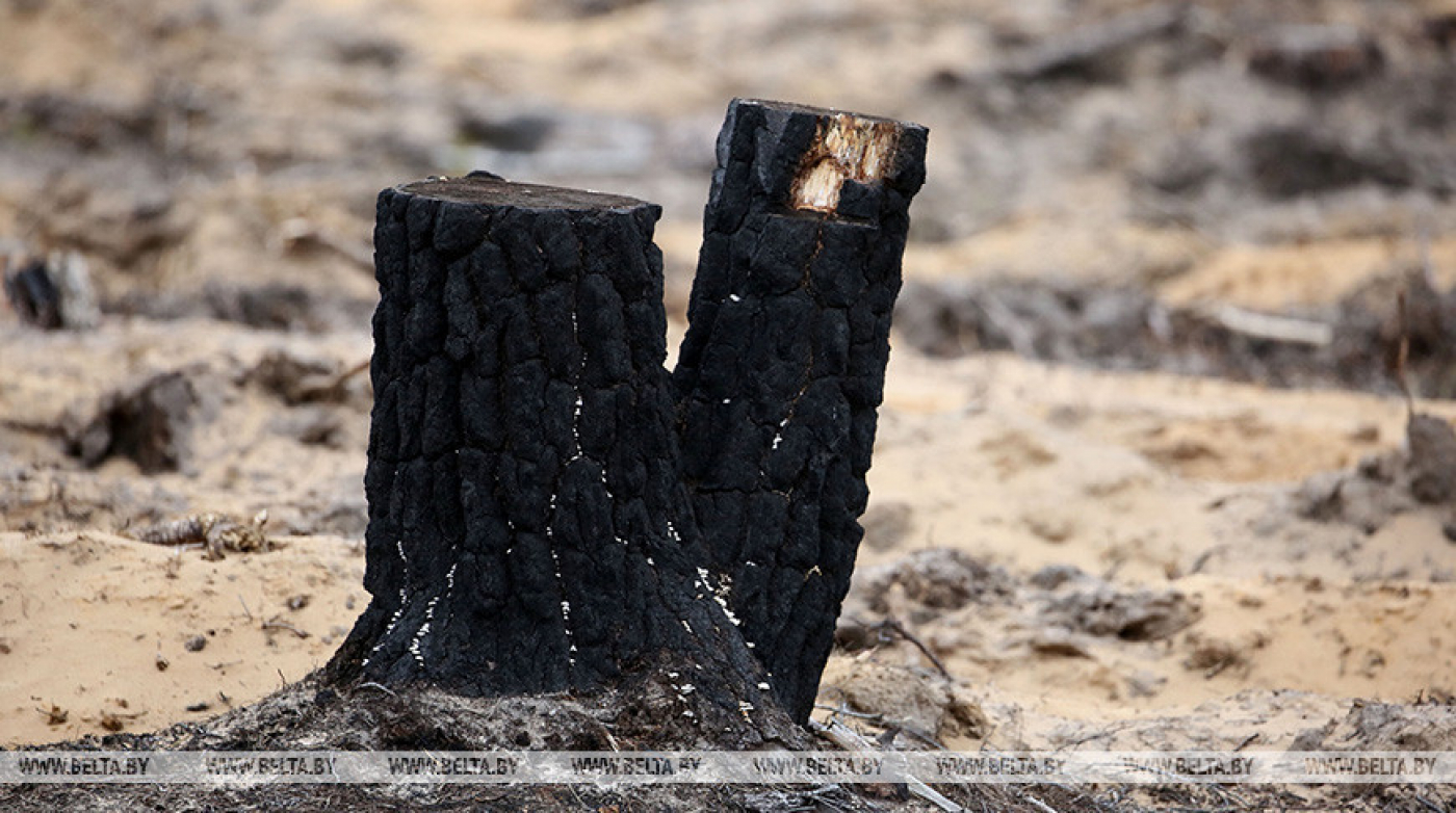 В природных экосистемах Минской области за сутки произошло 10 загораний