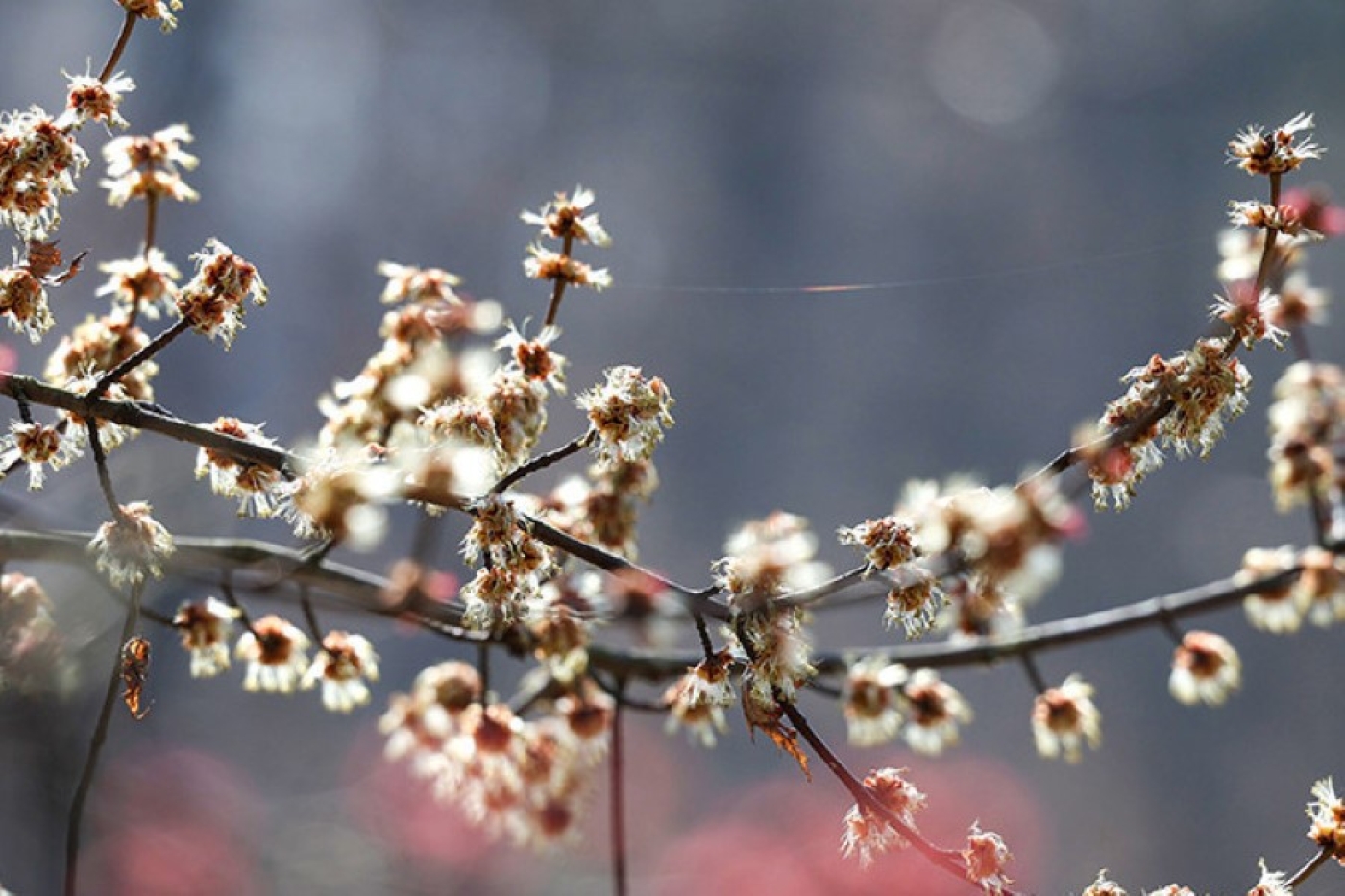 Облачно и без осадков. Чем порадует погода 25 марта, рассказали синоптики