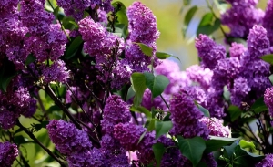 В Беларуси зацвела сирень. Минприроды предупреждает о штрафах за сорванные цветы