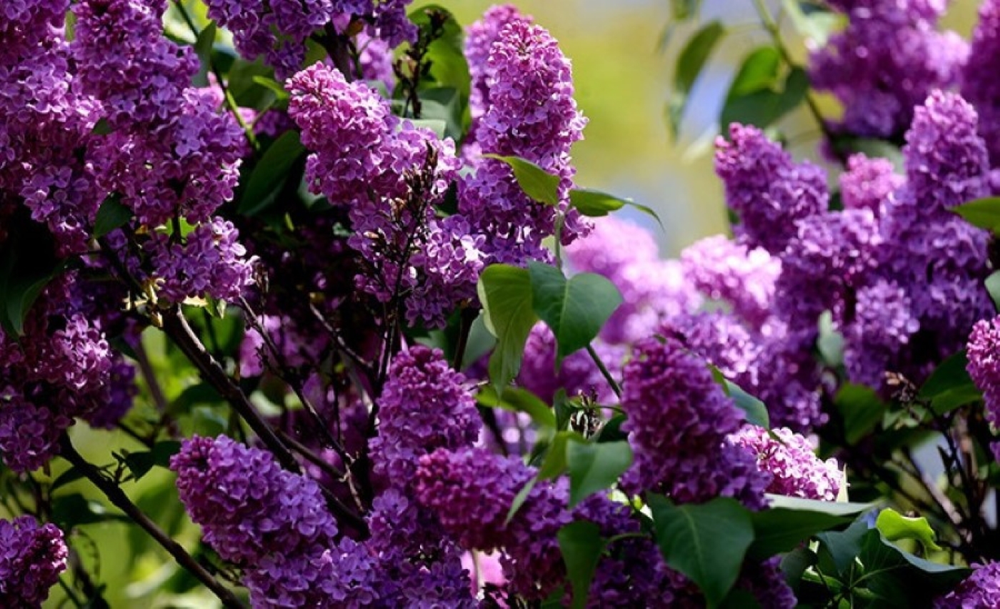 В Беларуси зацвела сирень. Минприроды предупреждает о штрафах за сорванные цветы