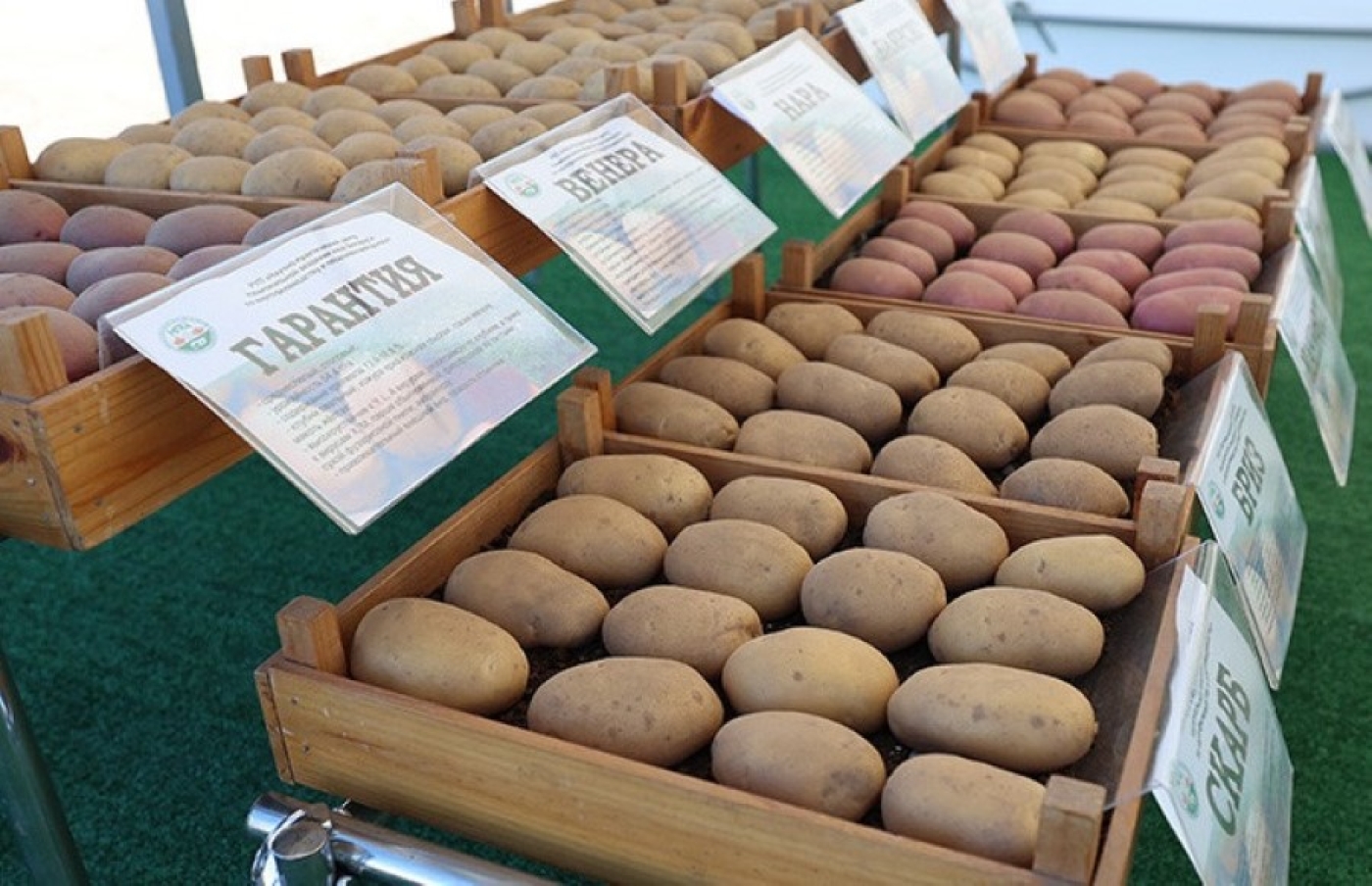 Лукашенко о хранении и реализации картофеля: нужно на полную катушку подключать торговые сети