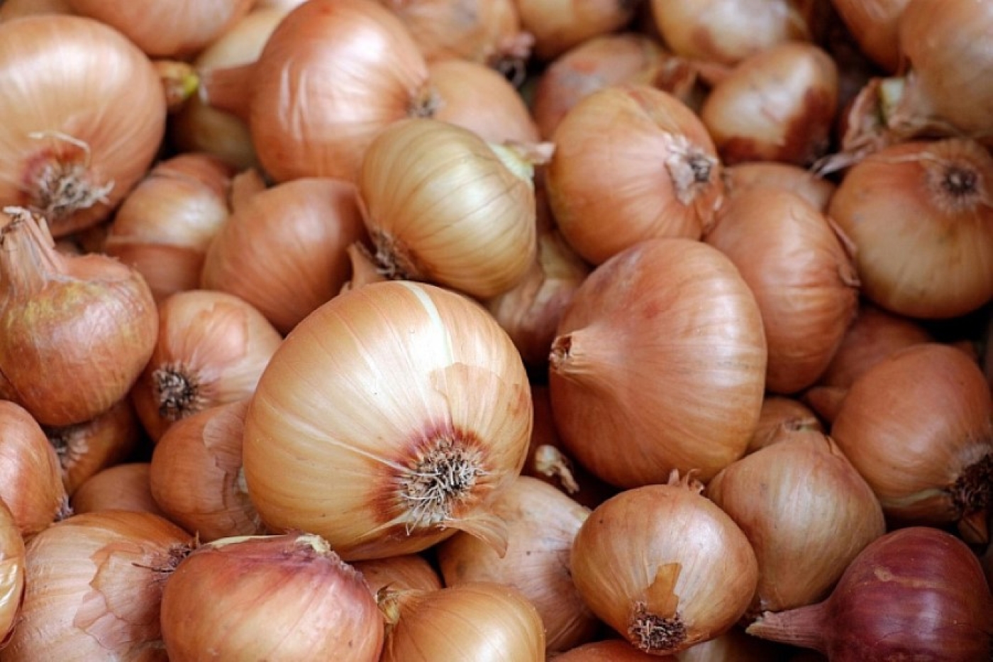 Этот продукт рядом с луком способен уничтожить весь запас на зиму