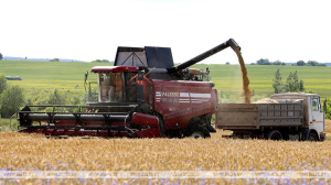 Озимый ячмень в Беларуси убран почти на 93% площадей