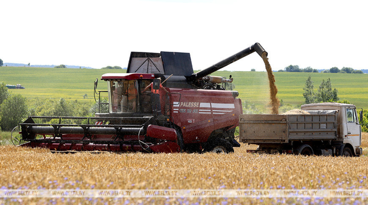 Озимый ячмень в Беларуси убран почти на 93% площадей