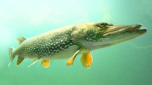 Щука c 1 марта под запретом