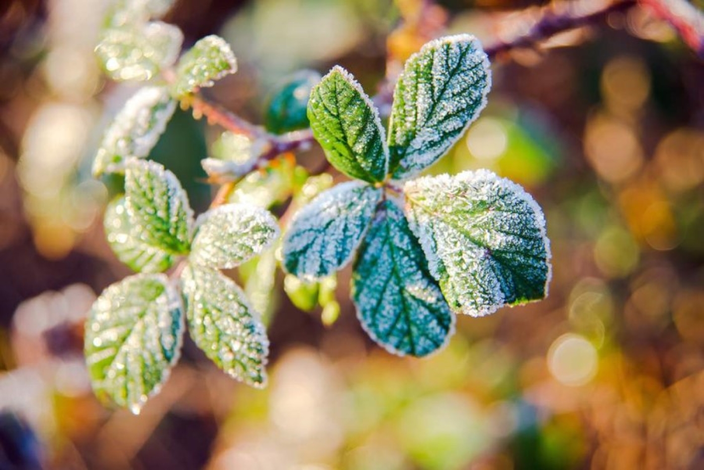 Возможны первые осенние заморозки. Прогнозом на неделю поделился Дмитрий Рябов