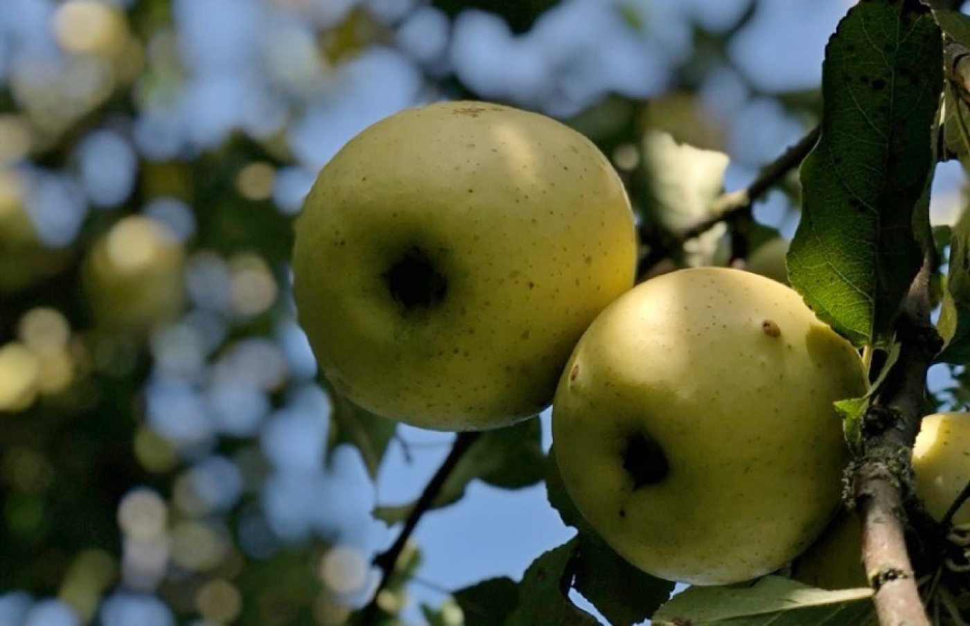Как сохранить яблоки до весны? Назван главный секрет