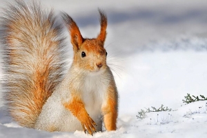 Погода в Беларуси 9 апреля: местами снег, гололедица и от -10 °С до +9 °С