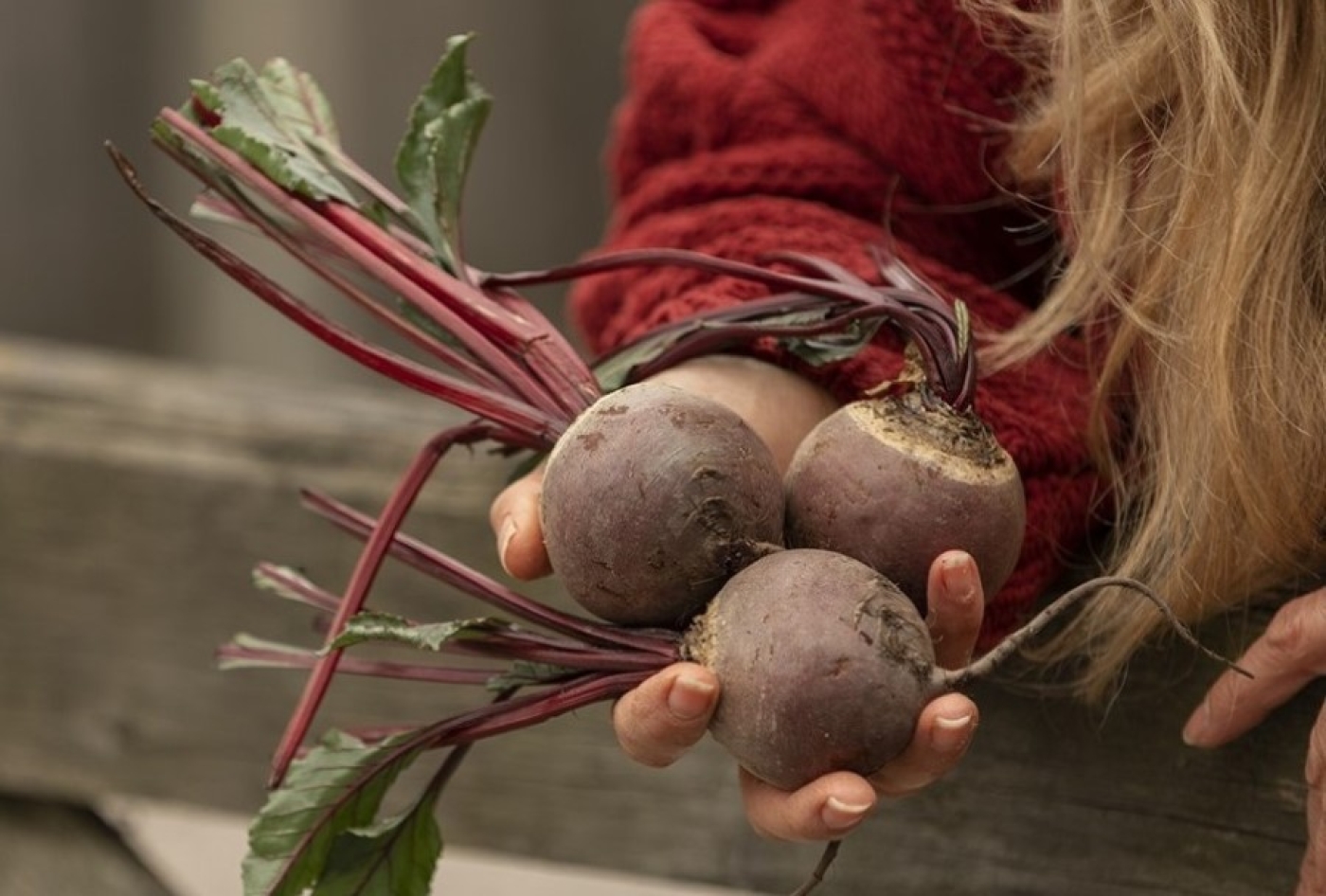 1 сентября — Фекла Свекольница. Народные приметы