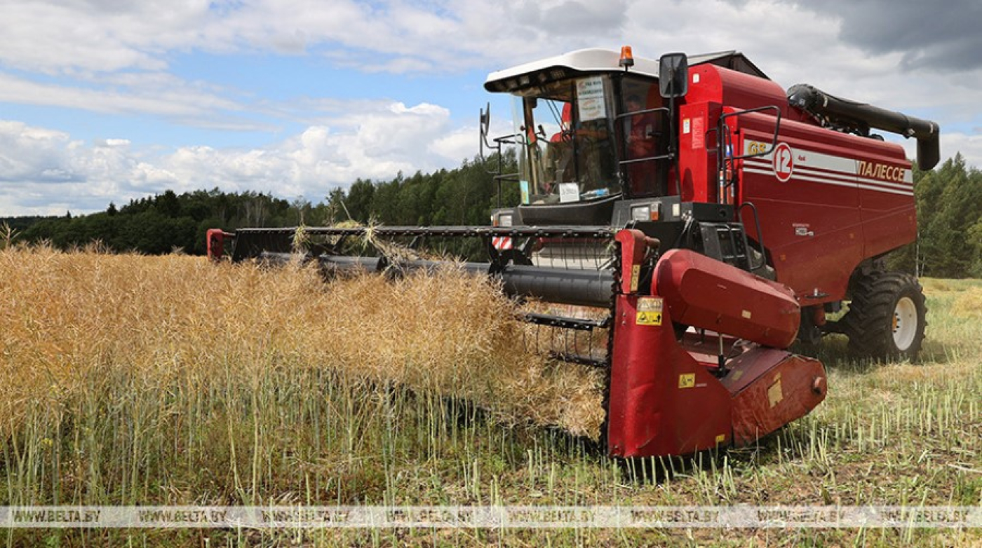 В Беларуси намолочено 6 млн тонн зерна с учетом рапса