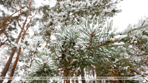 Мокрый снег и порывистый ветер ожидаются сегодня в Беларуси