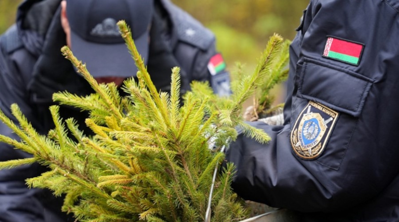 Вклад в будущее. Следователи присоединились к акции "Дай лесу новае жыццё"