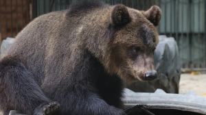Сколько в Беларуси медведей и почему участились встречи людей с ними, рассказали в Минприроды