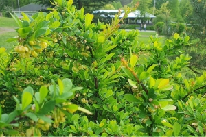 Самые зеленые областной и районный центры назвали в Беларуси