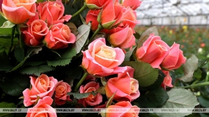 Жительница Молодечно заказала 51 розу, но мошенники испортили ей праздник
