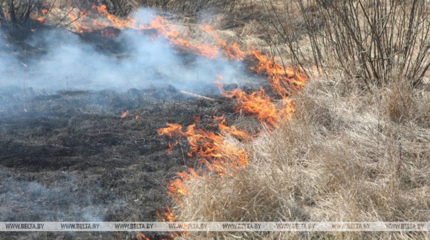 В Беларуси за сутки ликвидированы 16 пожаров травы и кустарников