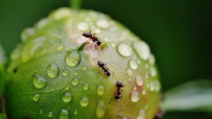 Ученые сосчитали всех муравьев, живущих на Земле