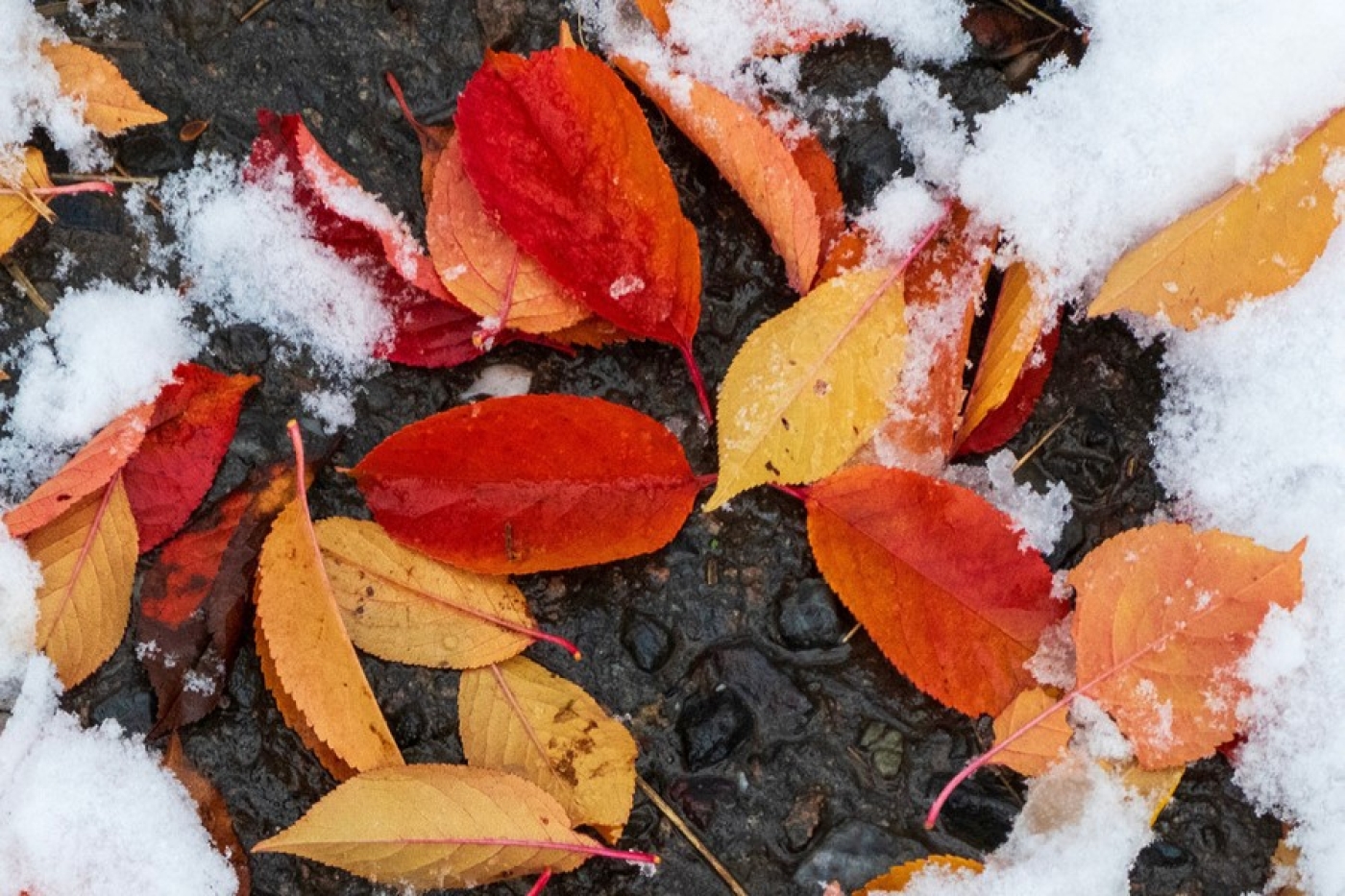Последние дни осени. Рябов рассказал, какой будет погода на неделе с 24 по 30 ноября