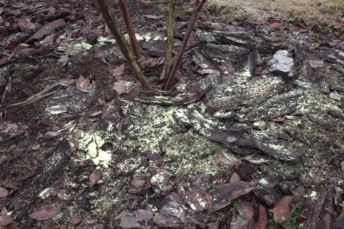 Садовод рассказал про важные весенние работы для голубики