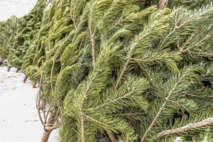 МАРТ рассказал, сколько будут стоить живые и искусственные елки в этом году