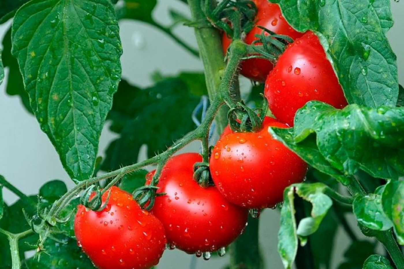 Помидоры задыхаются в листве: эти способы решат проблему