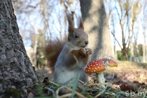 Погода в Беларуси в выходные: небольшие осадки и до +14 °С