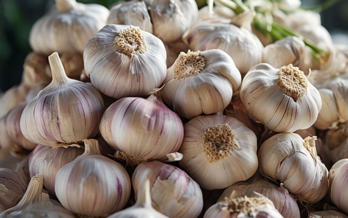 Лучшие дни для посадки чеснока осенью 2025