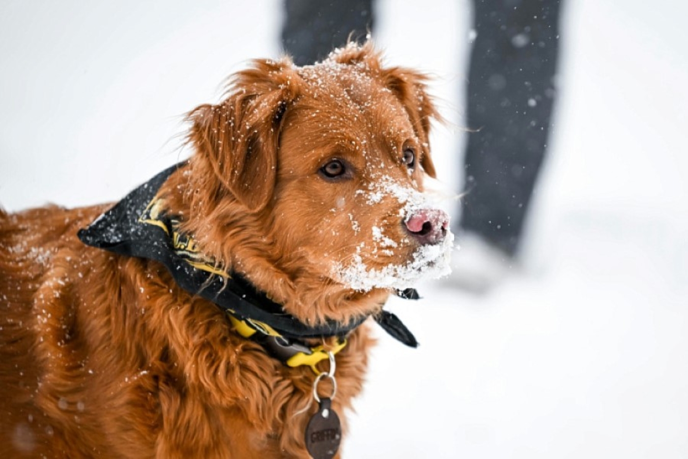 Много снега и метели – Рябов раскрыл прогноз на январь 2026 года