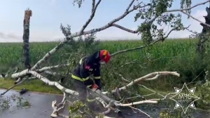 Упавшие деревья и поврежденные кровли. Спасатели ликвидировали последствия непогоды