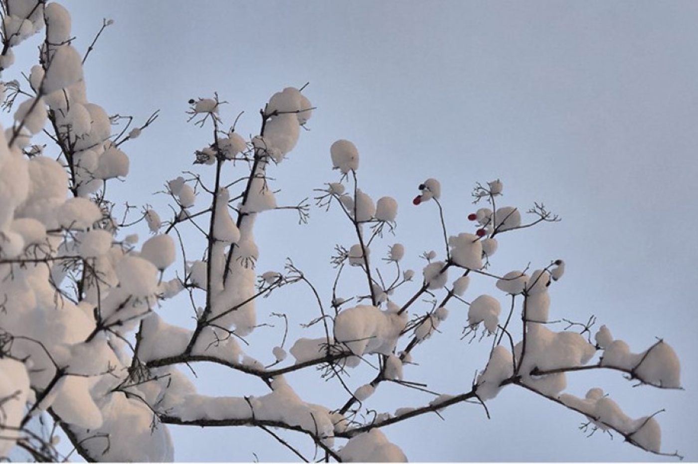 От сильных морозов до плюсовой температуры. Какой будет погода в Беларуси 1 января
