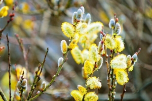 Выбираемся на природу. В Беларуси 29 марта ожидается теплая погода
