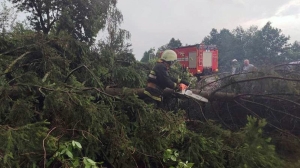 В Беларуси из-за непогоды зафиксированы 73 случая падения деревьев
