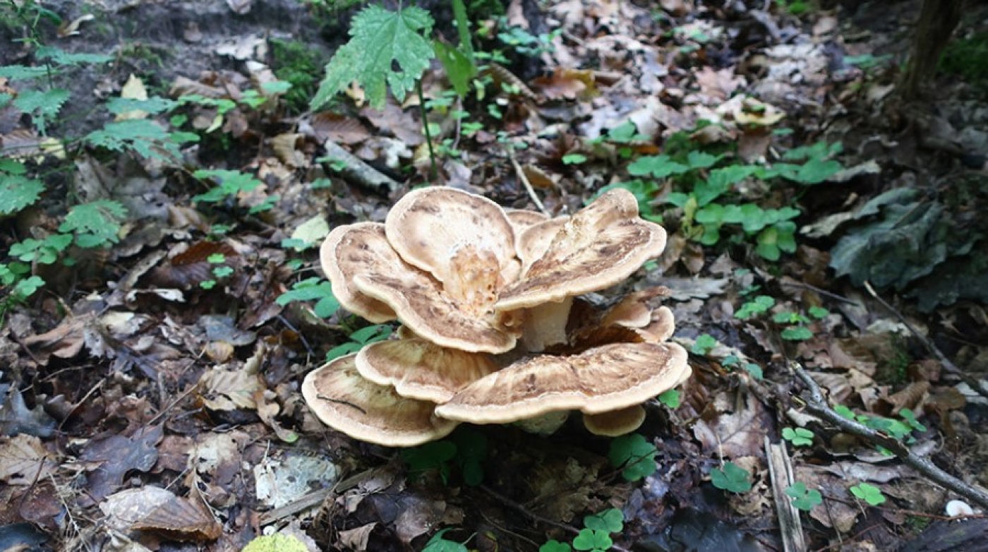 Новый для Беларуси вид гриба нашли в Беловежской пуще