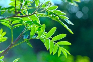 Эти деревья лучше не сажать в своем саду – будет очень много проблем