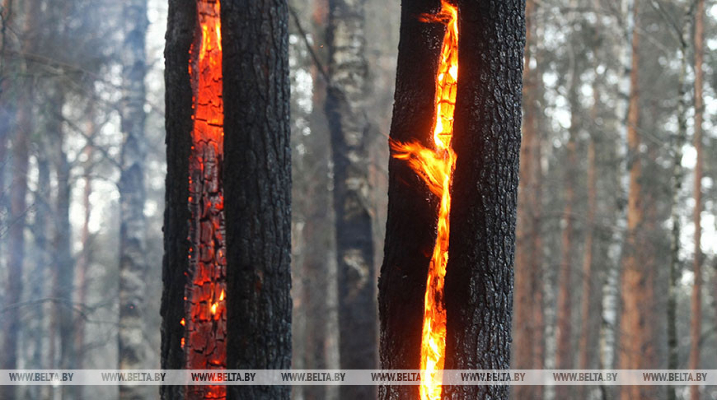 В Беларуси за сутки потушены два лесных пожара