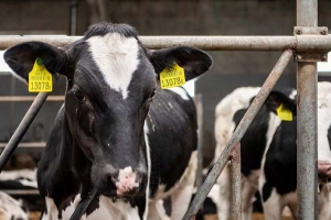 В Глубокском районе восемь лет скрывали падеж скота – что решил суд