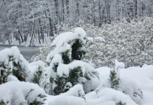 Погода в Беларуси 8 апреля: снег, сильный ветер и до +6 °С