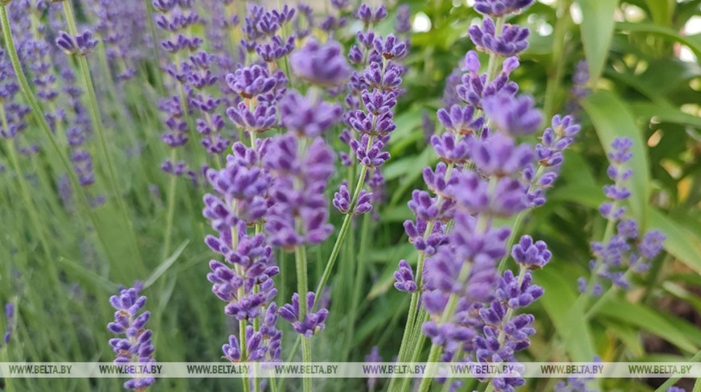 До +26°С ожидается сегодня в Беларуси