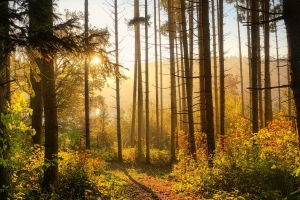 Бабье лето и первые заморозки – Рябов рассказал, какой сентябрь ждать