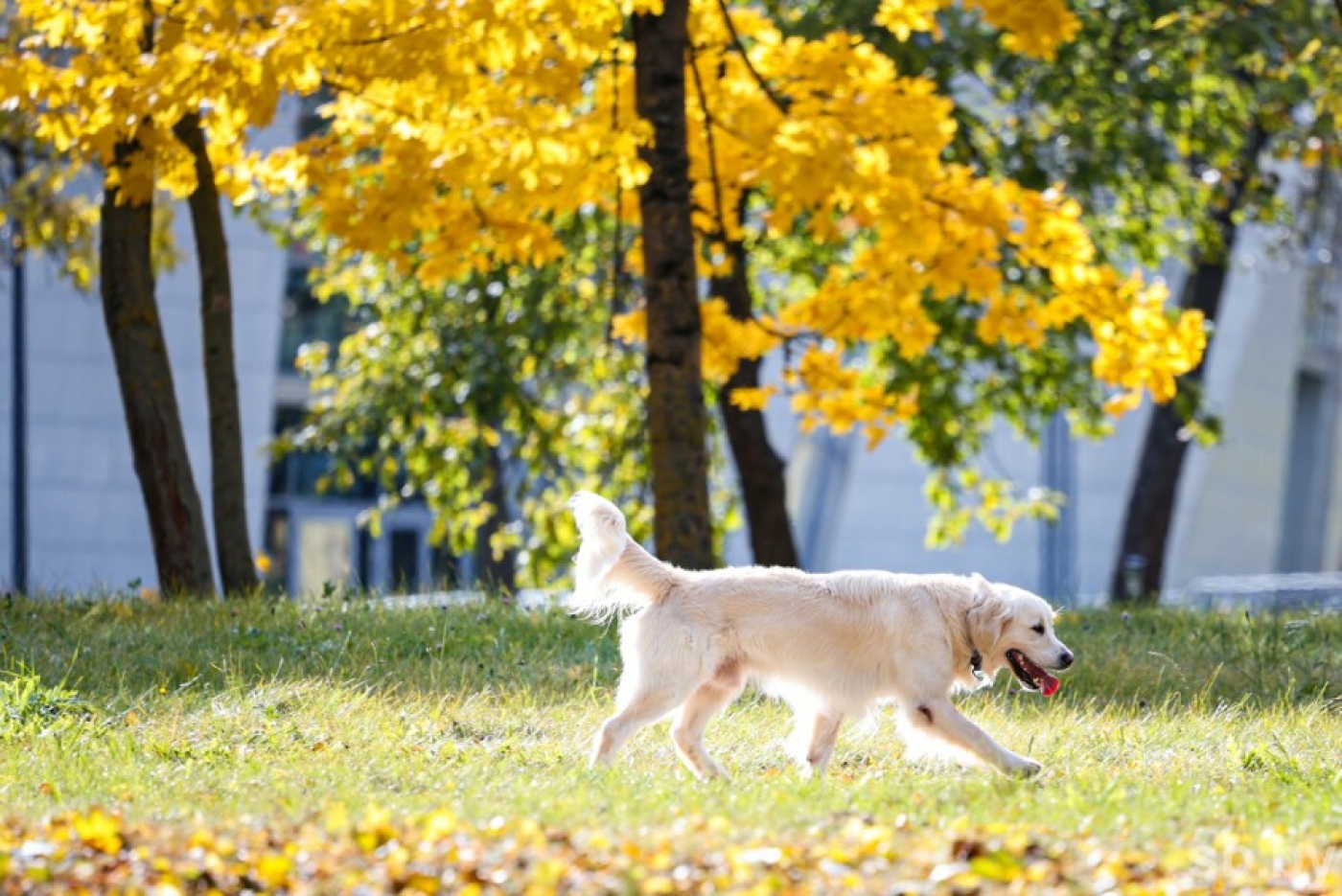 Погода в Беларуси 21 октября: без осадков и до +12 °С