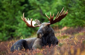 И снова факт браконьерства