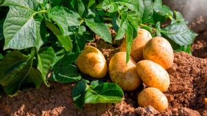Овощные культуры в Беларуси посадили на более чем 58% площадей