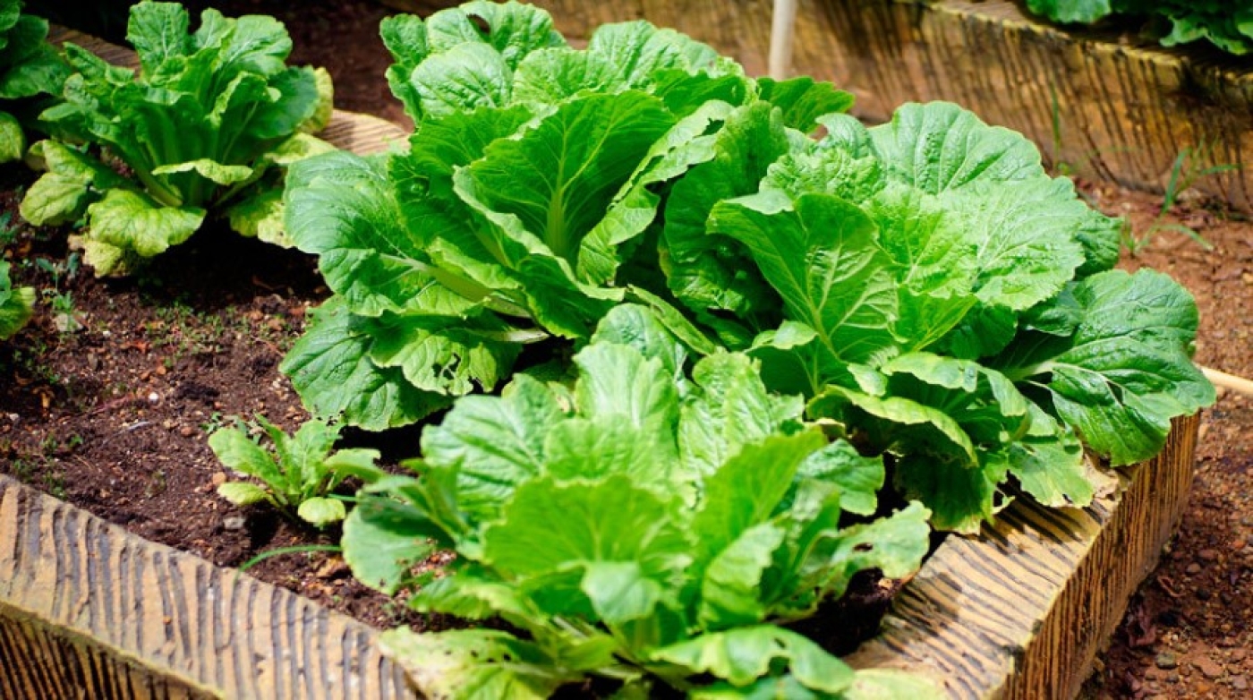 Что еще можно успеть вырастить на даче до холодов? Перечень довольно внушительный