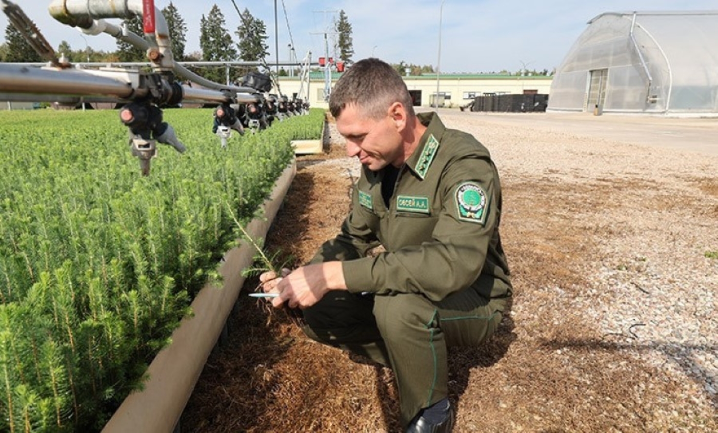 Лукашенко назвал важнейшие задачи, стоящие перед лесным комплексом Беларуси