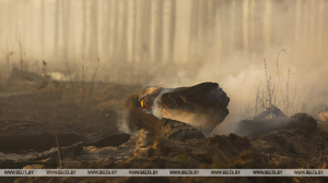 В Беларуси за сутки потушены 2 лесных пожара
