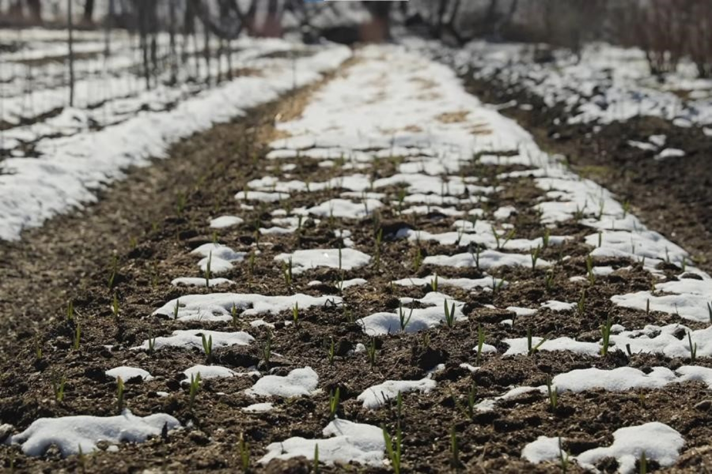 Можно ли вносить удобрения по снегу? Отвечает садовод