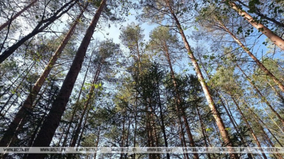 Запреты и ограничения на посещение лесов действуют в 75 районах Беларуси